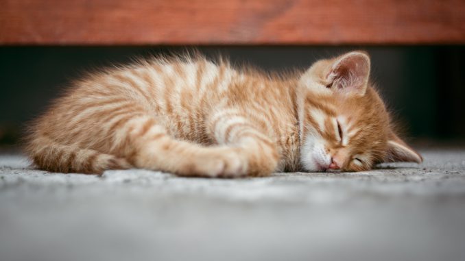 cat-1941089_1920